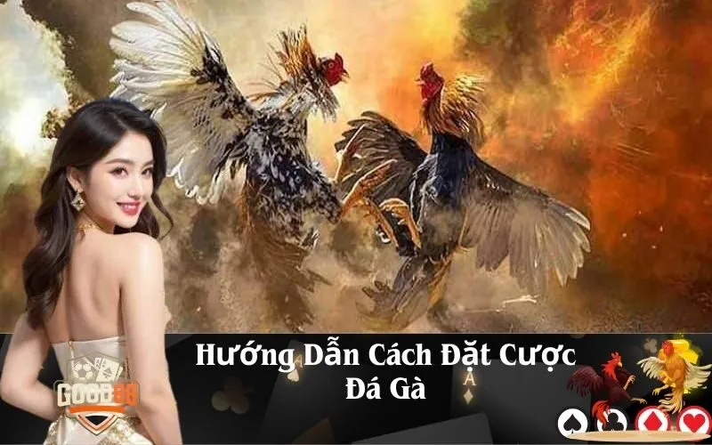 Hướng Dẫn Cách Đặt Cược Đá Gà