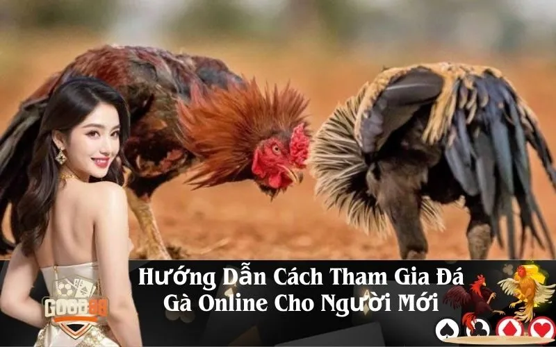 Hướng Dẫn Cách Tham Gia Đá Gà Online Cho Người Mới
