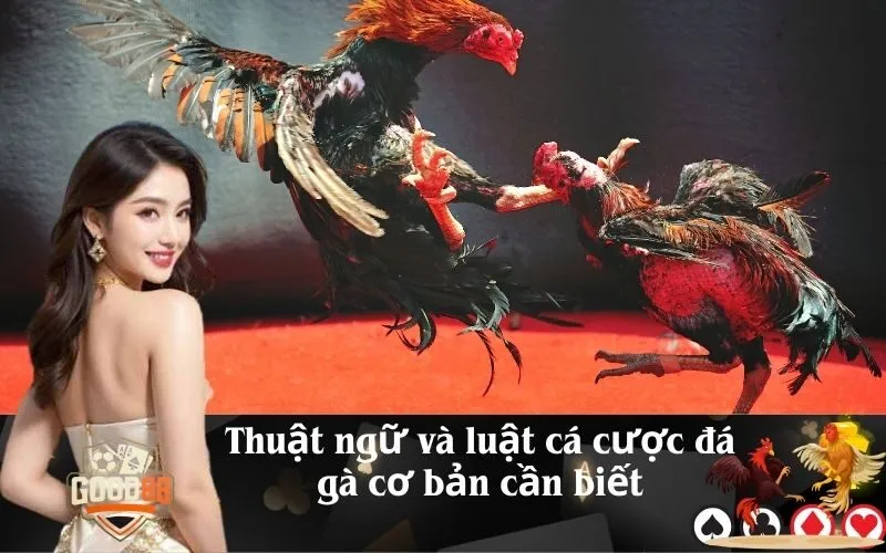 Thuật ngữ và luật cá cược đá gà cơ bản cần biết