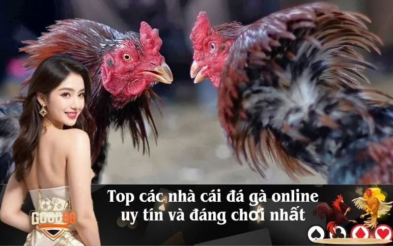 Top các nhà cái đá gà online uy tín và đáng chơi nhất