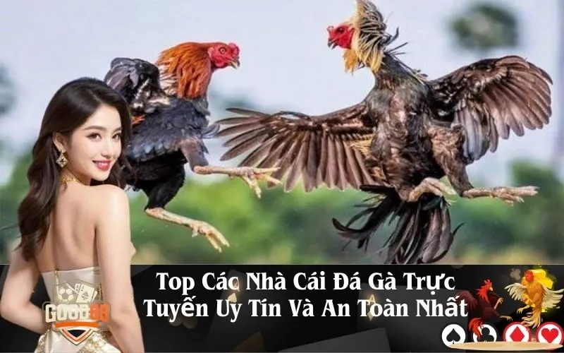 Top Các Nhà Cái Đá Gà Trực Tuyến Uy Tín Và An Toàn Nhất